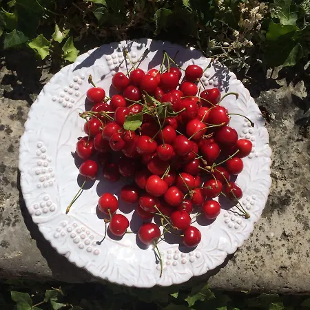 Charming With Pretty Garden Full Of Fruit Trees *